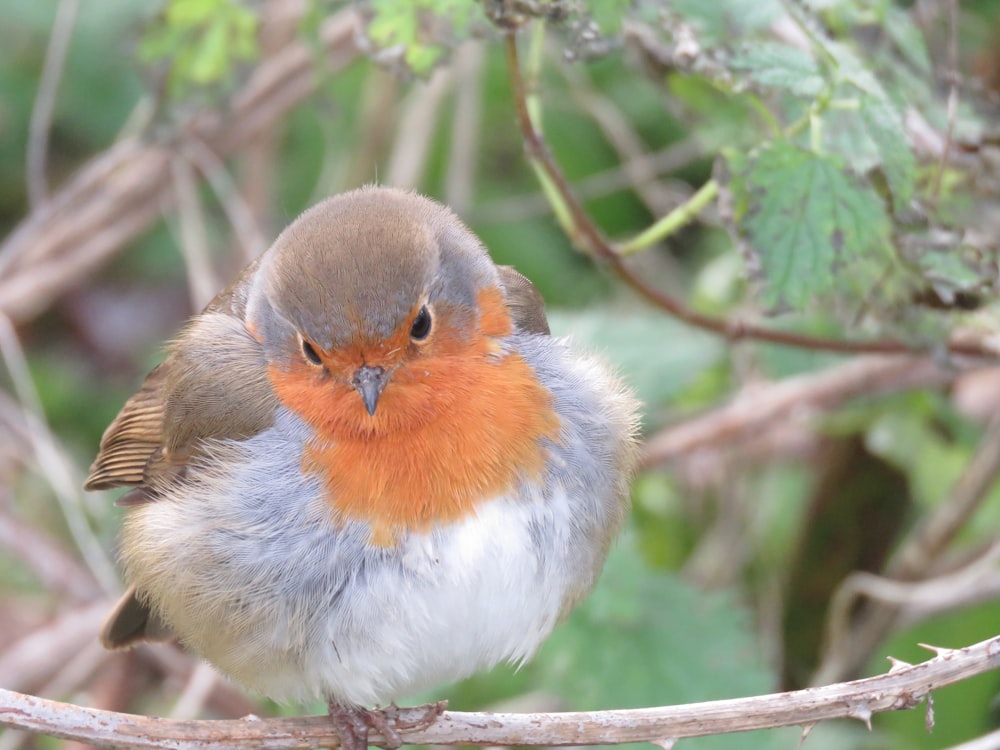 orange white and gray bird on tree branch