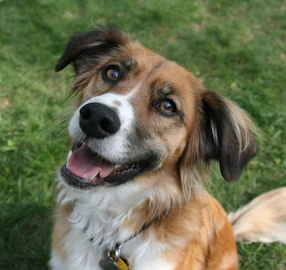 A joyful puppy sitting in a sunny garden, looking curiously at the camera with a wagging tail.