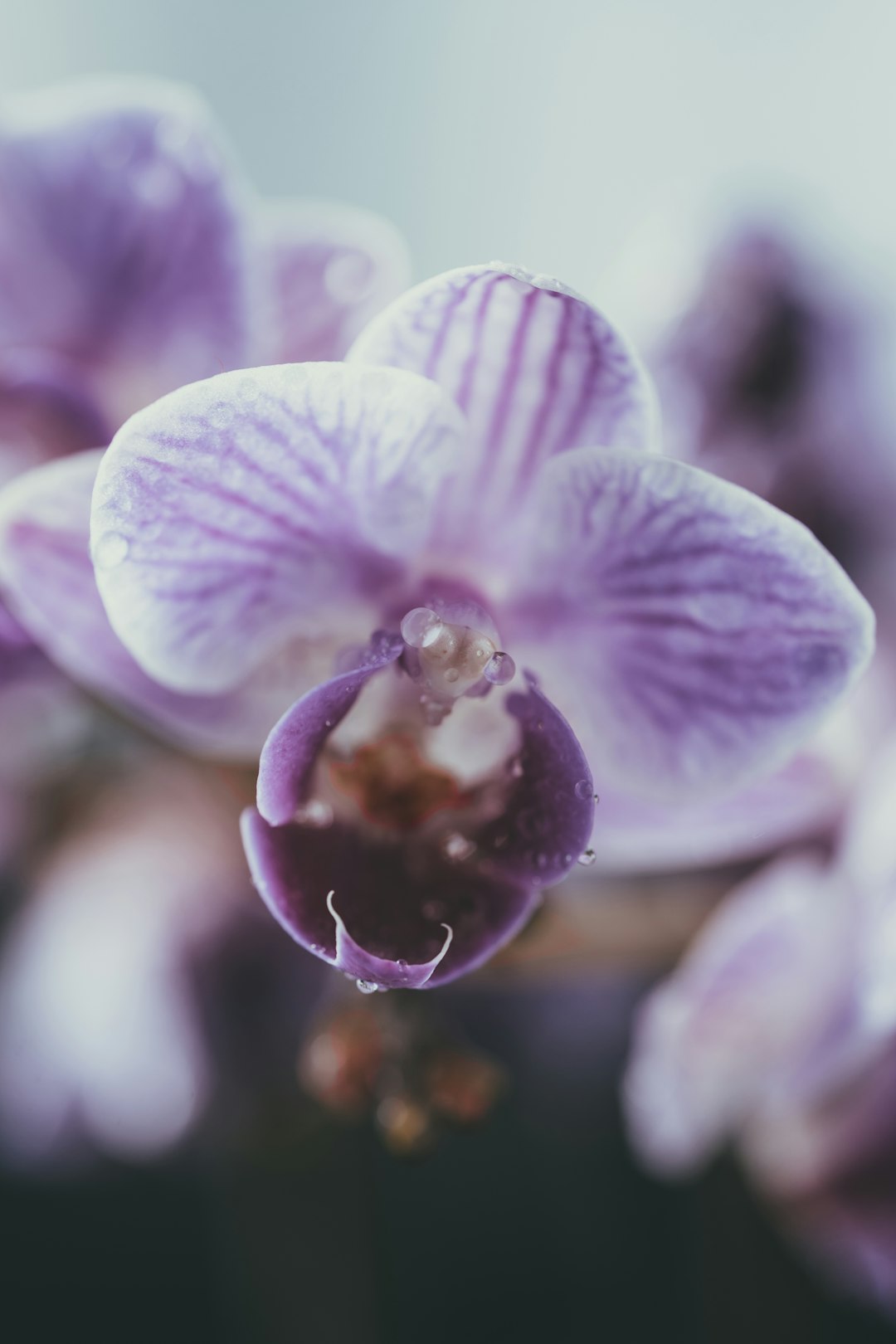 purple moth orchid in bloom during daytime