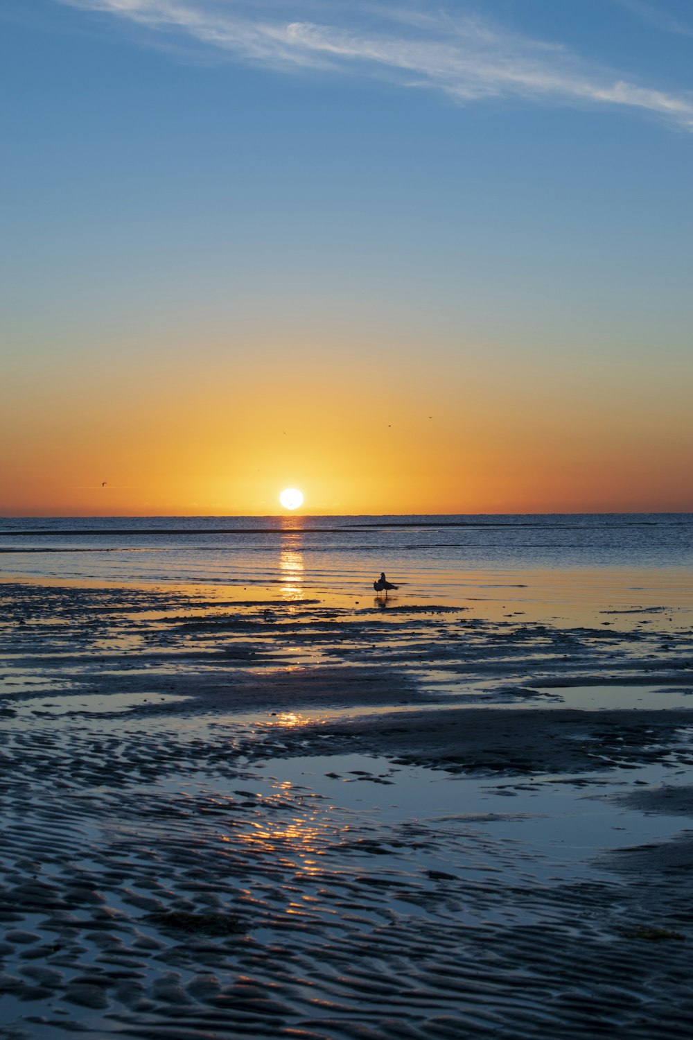 silhouette of person on beach during sunset