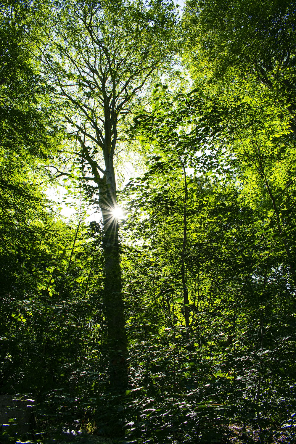 green trees under sunny sky