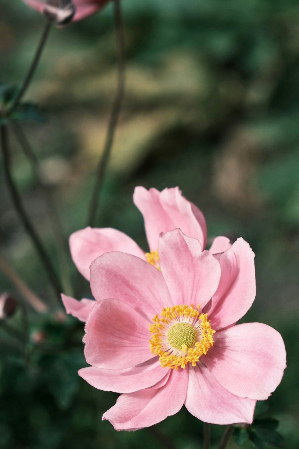 pink flower in tilt shift lens