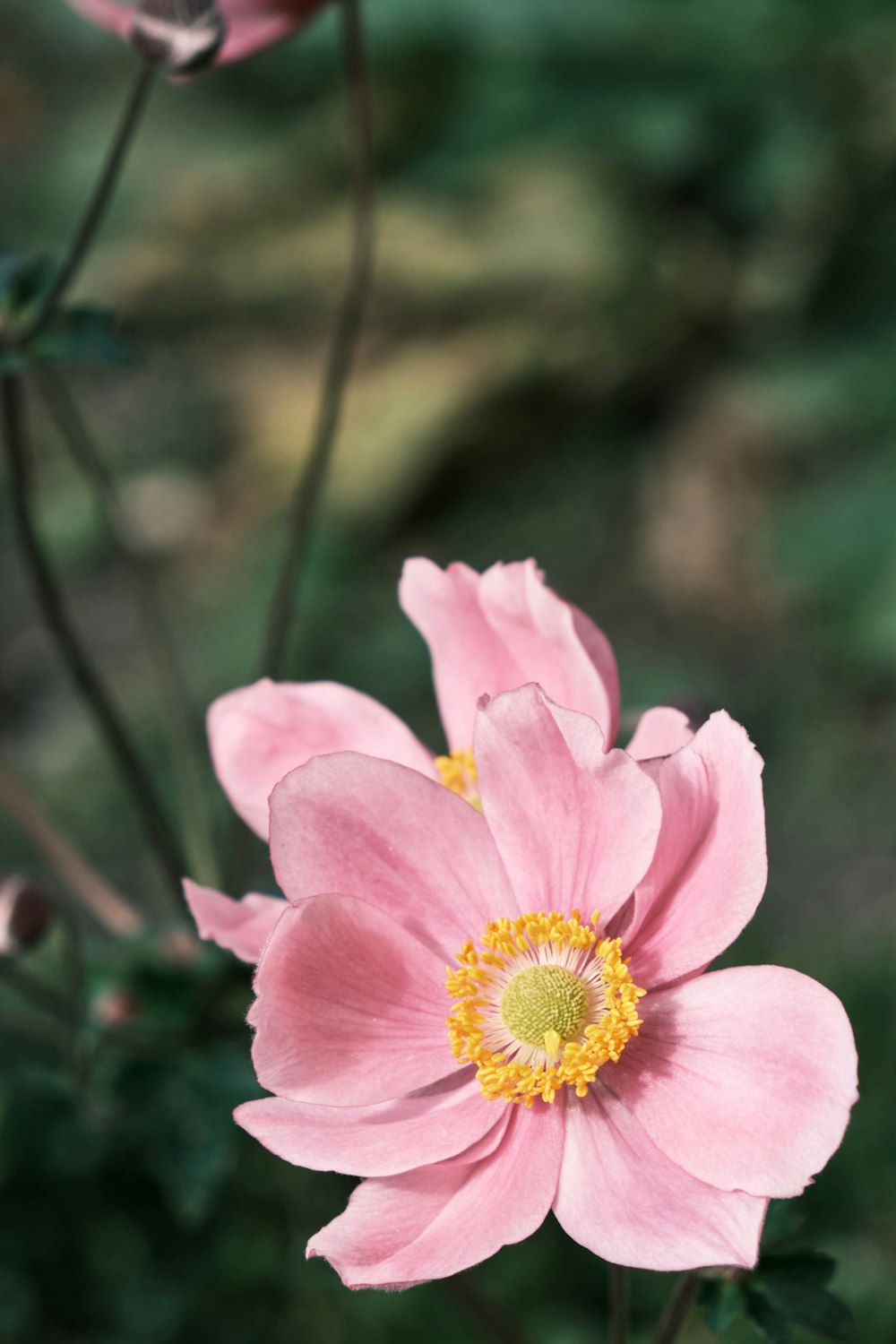 チルトシフトレンズのピンクの花