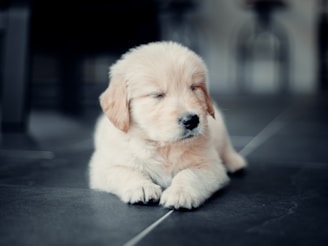 dogAdvisor ✲ dog advisor ✲ Blog for new dog owners ✲ dog Advisor ✲ 
