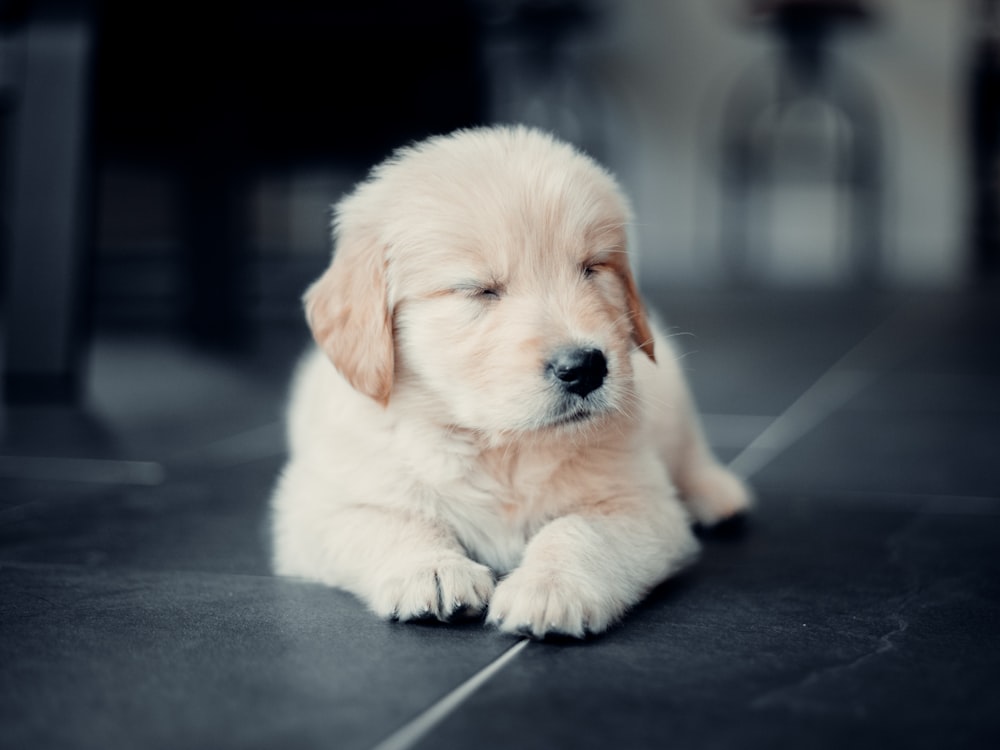 golden retriever puppy on black floor