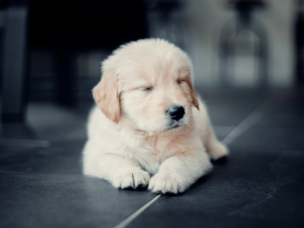 Cachorro recién adoptado de protectora siendo examinado por un veterinario