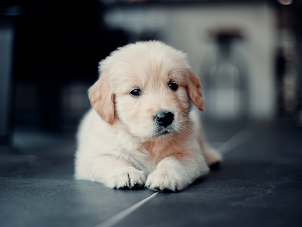 Cucciolo di golden retriever sdraiato sul pavimento