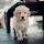 golden retriever puppy sitting on floor