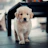 golden retriever puppy sitting on floor