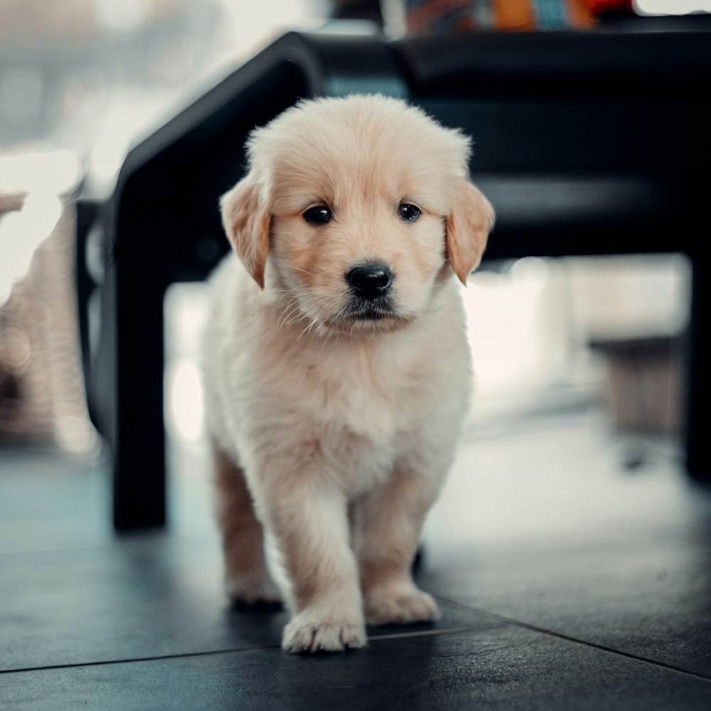 Cucciolo di golden retriever che si siede sul pavimento