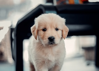 golden retriever puppy sitting on floor