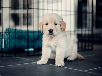 A fluffy, light-colored puppy sits on a tiled floor. Behind the puppy, there is a wire crate and a blue textured blanket. The puppy appears relaxed and curious, with soft fur and dark eyes, creating a cozy indoor environment.