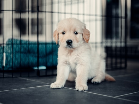 A fluffy, light-colored puppy sits on a tiled floor. Behind the puppy, there is a wire crate and a blue textured blanket. The puppy appears relaxed and curious, with soft fur and dark eyes, creating a cozy indoor environment.