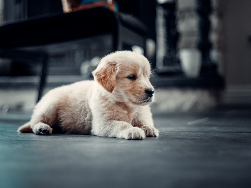 golden retriever puppy on black floor