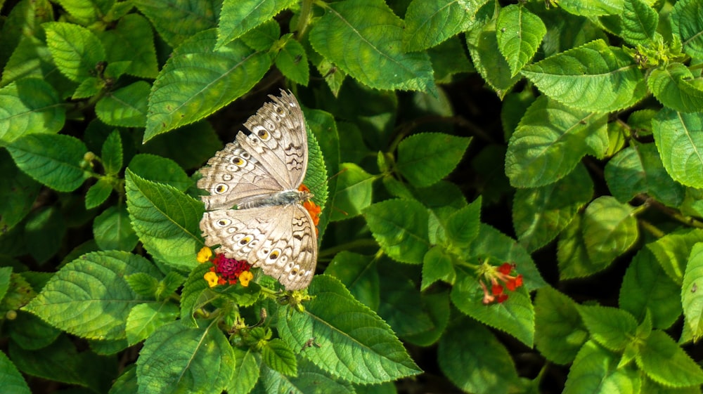 white and brown butterfly on green leaf plant