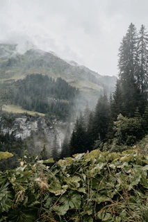 Close-up of vibrant flora thriving in the cool, foggy atmosphere of Gorthan near the NA Farmhouse