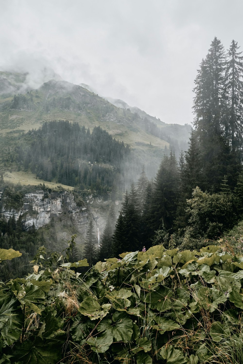 green trees near mountain during daytime