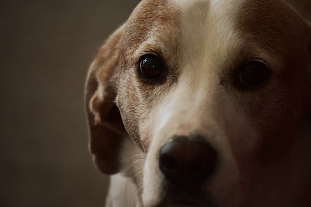 white and brown short coated dog