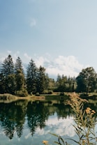 green trees beside river under white clouds and blue sky during daytime