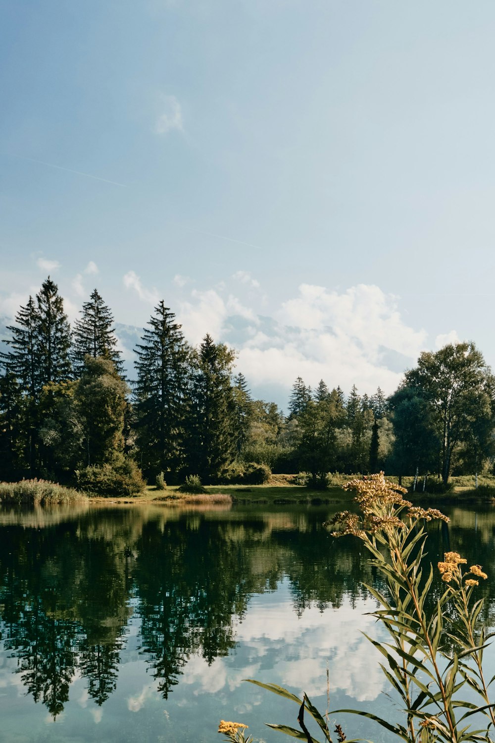 grüne Bäume am Fluss unter weißen Wolken und blauem Himmel tagsüber