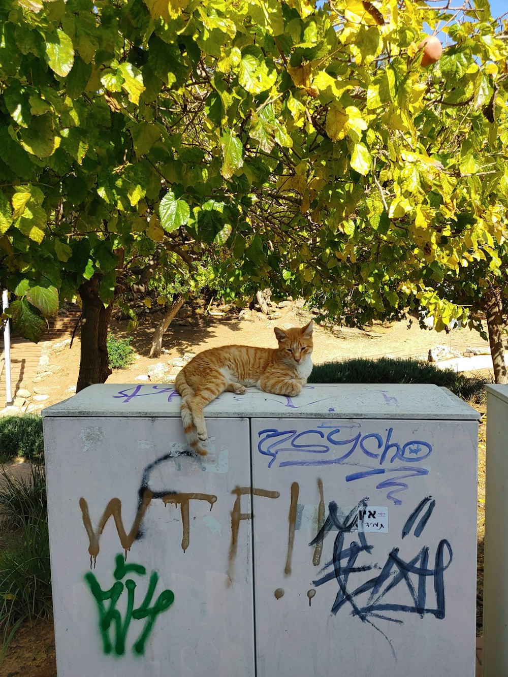 orange tabby cat on white wooden box