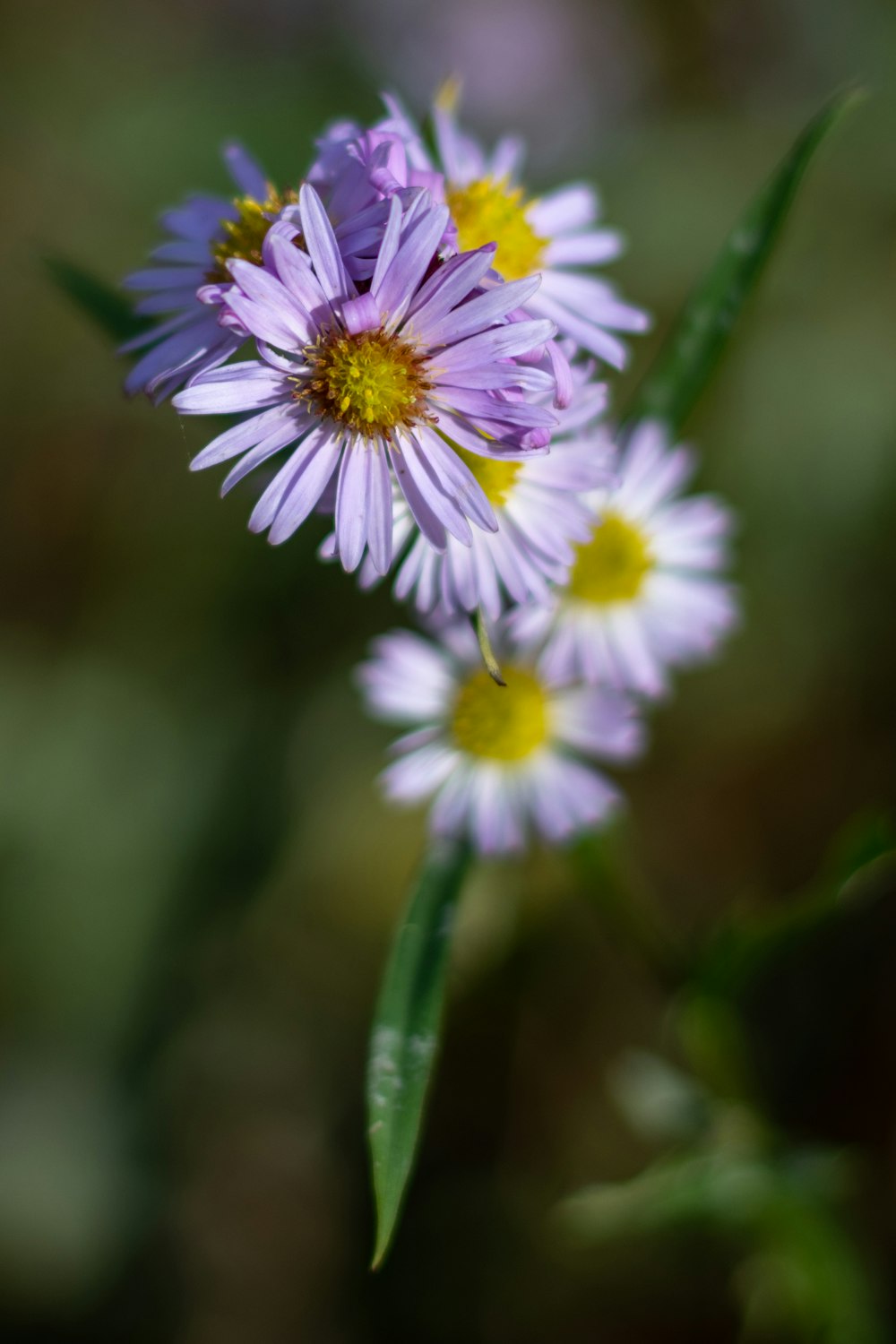 Lila und weiße Blume in Tilt Shift-Linse