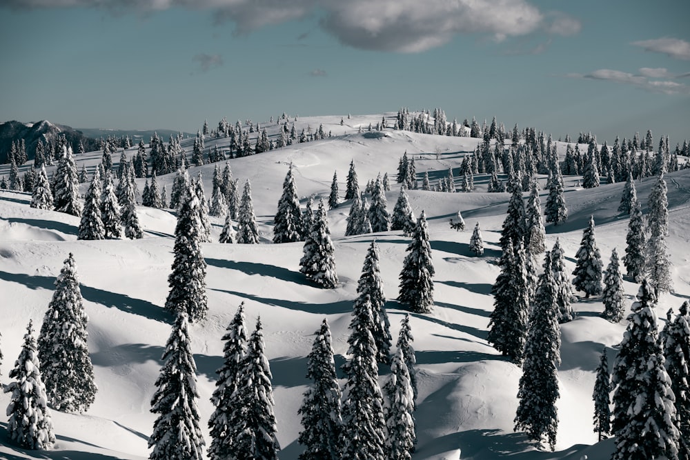 snow covered pine trees under cloudy sky during daytime