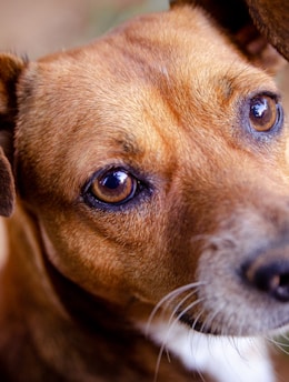 brown and white short coated dog