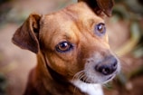 portal do aumigo, adestramento, especialista em comportamento canino