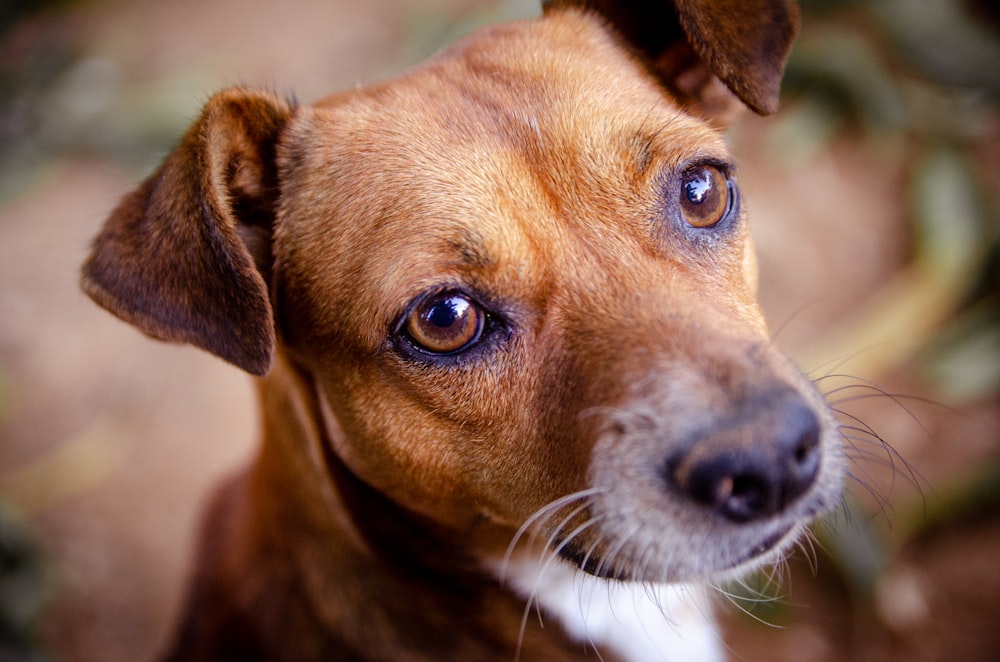 brown and white short coated dog