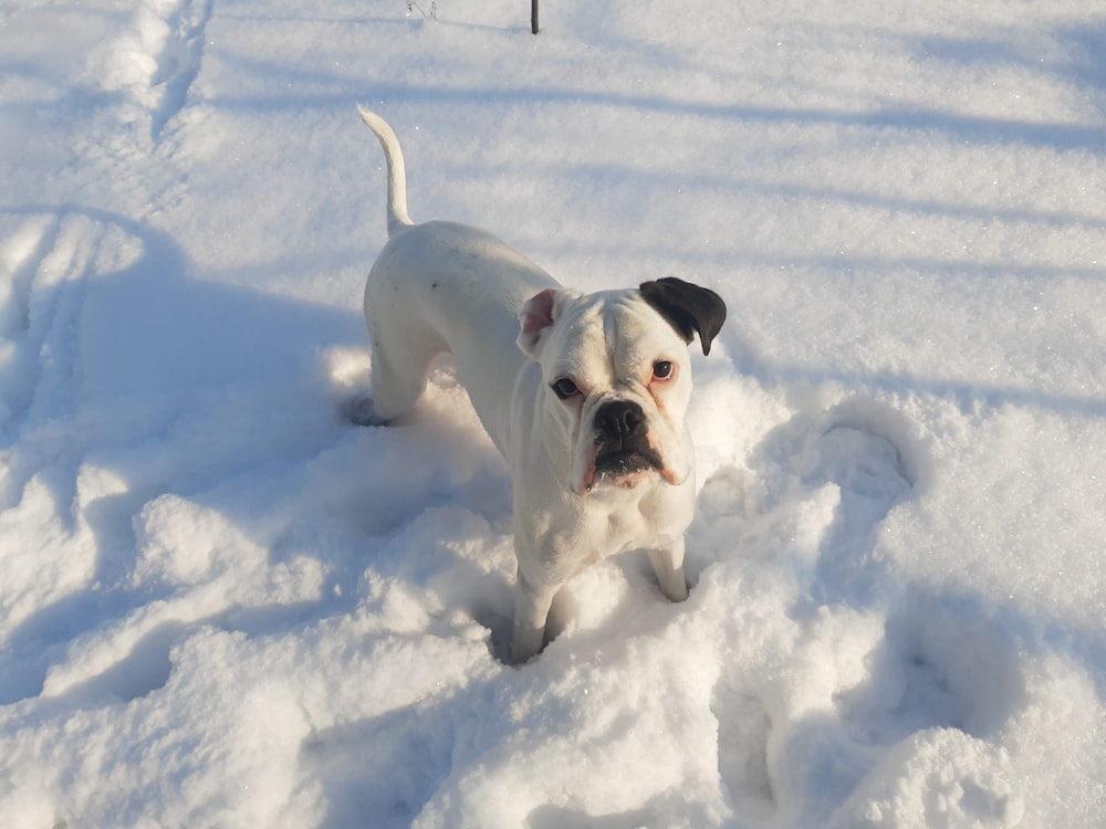 white and black short coat dog on snow covered ground during daytime