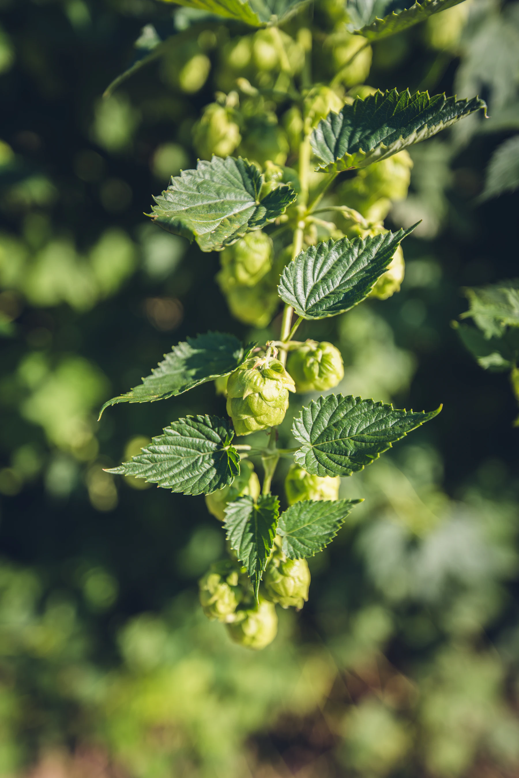 A hop bine in bright sun with toothed green leaves and clusters of pale cones along its length