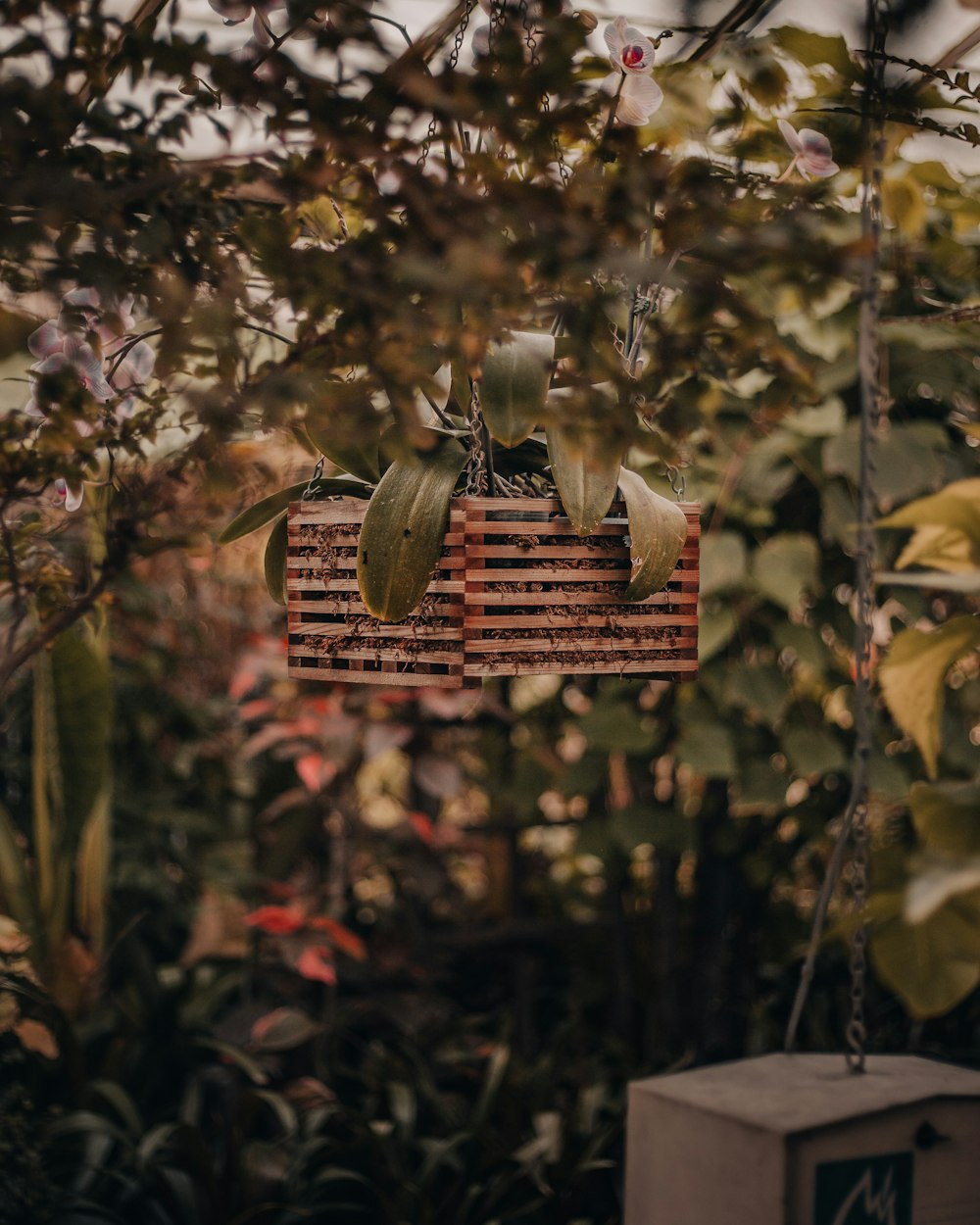 brown and red hanging ornament on green leaves during daytime