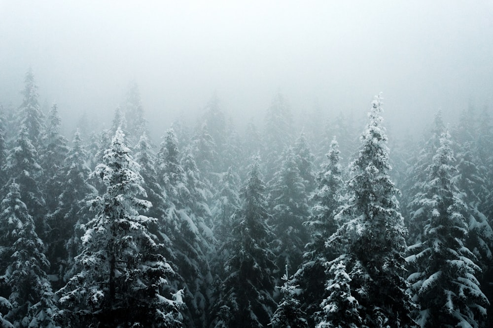 雪に覆われた松の木のグループ