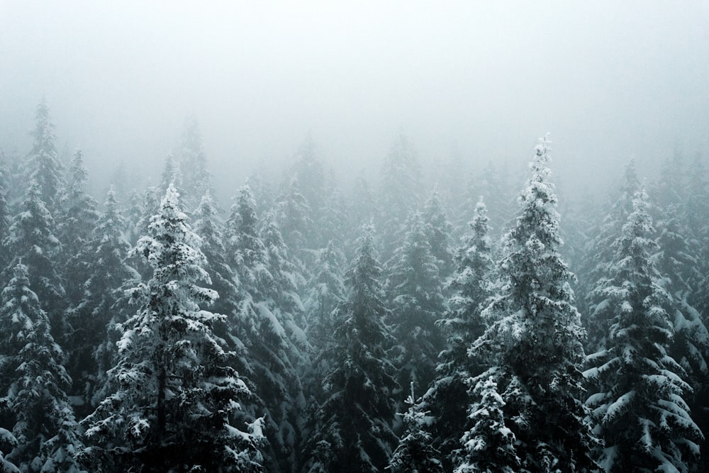 a group of pine trees covered in snow