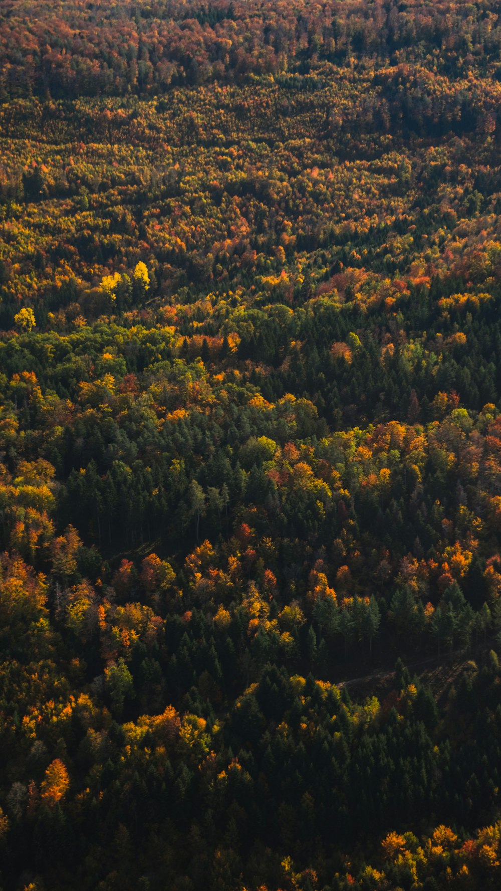 green and yellow trees during daytime