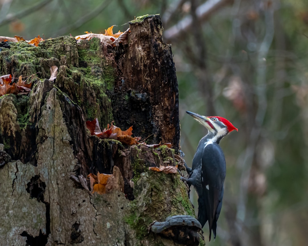  black and white bird on tree branch during daytime woodpecker