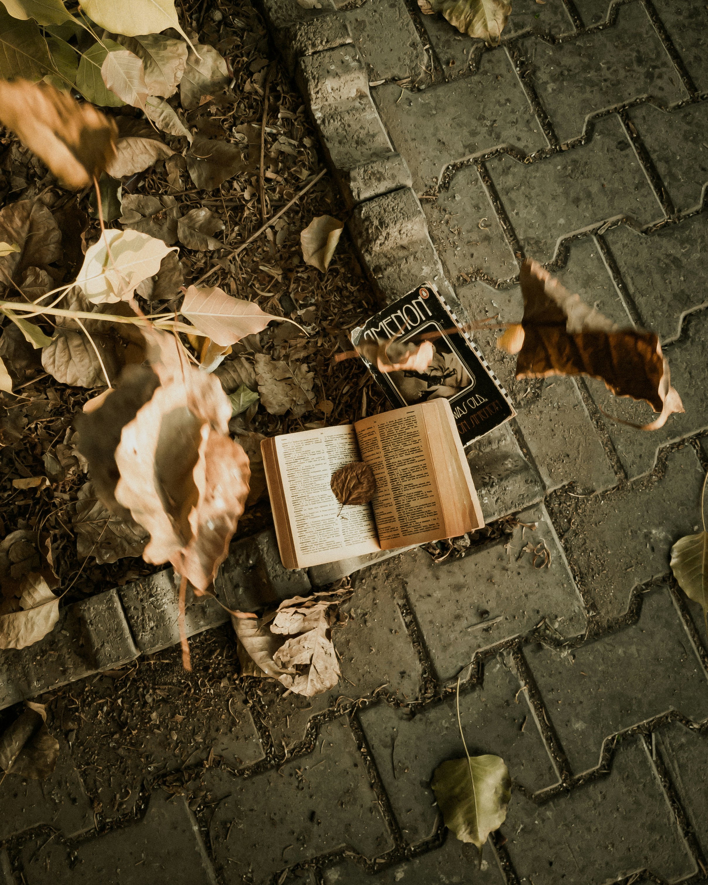 brown dried leaves on brown brick floor