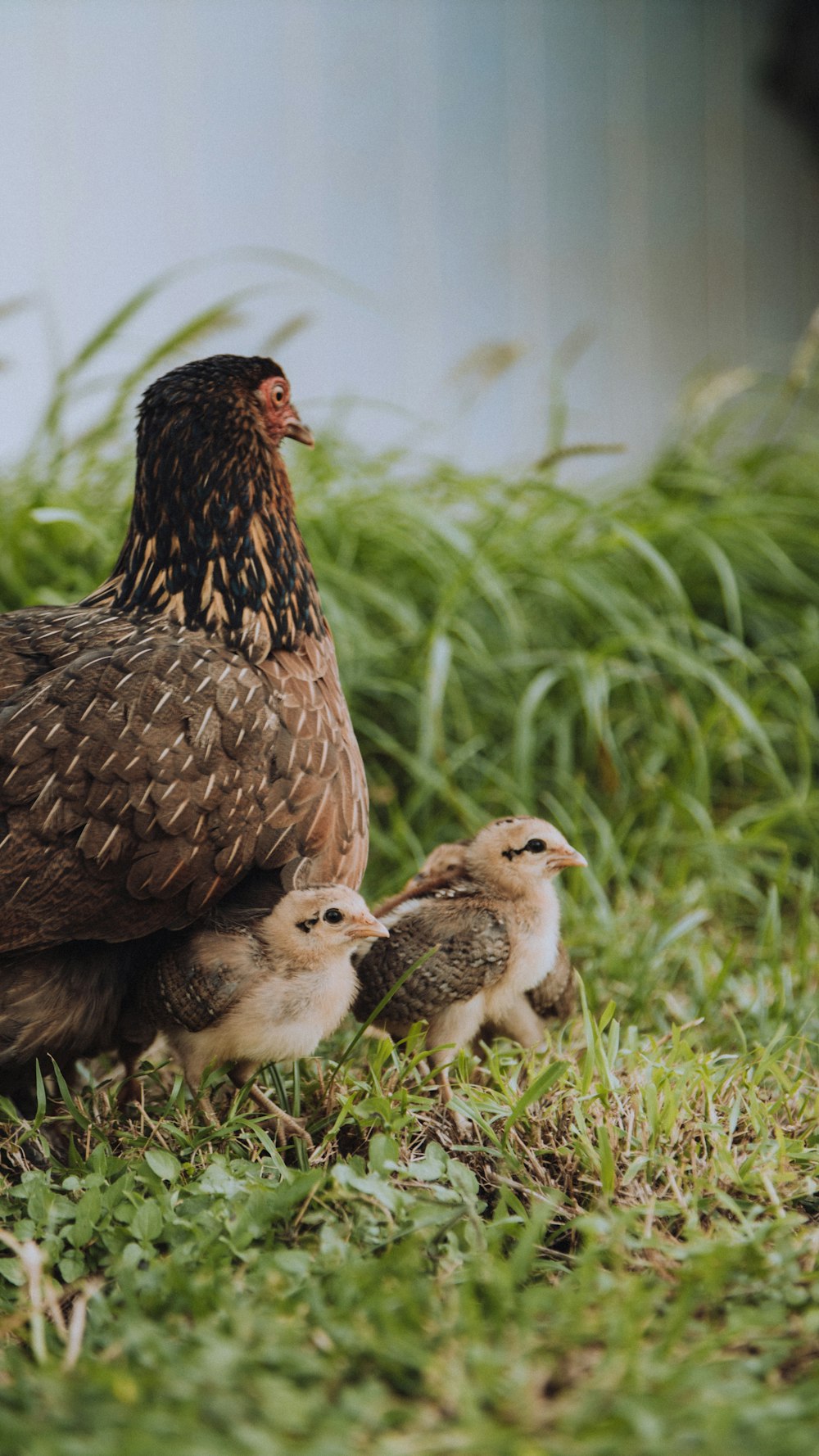 brown and black hen on green grass during daytime