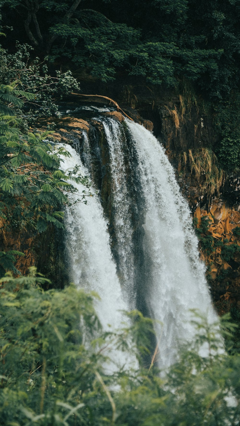 water falls in the middle of brown dried leaves