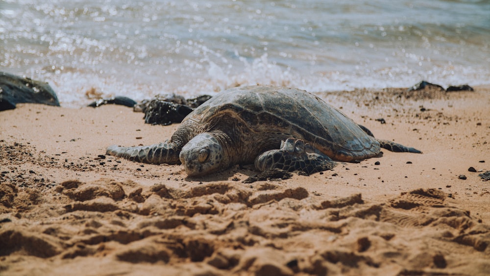 Braune und grüne Schildkröte auf braunem Sand