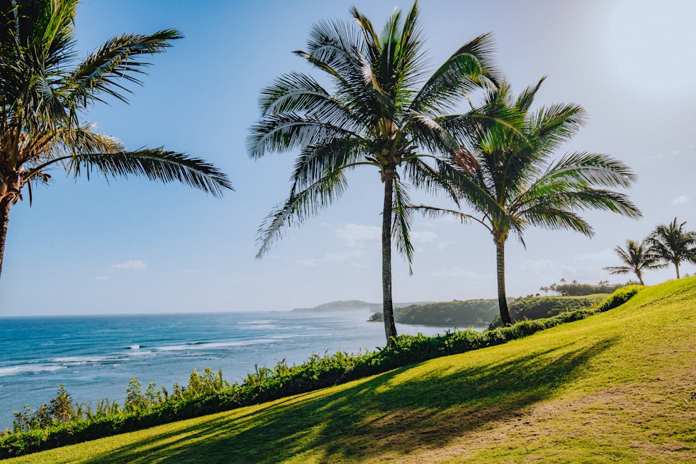 green palm tree on green grass field near body of water during daytime