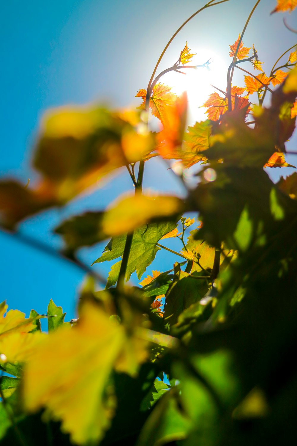 yellow leaves under blue sky during daytime