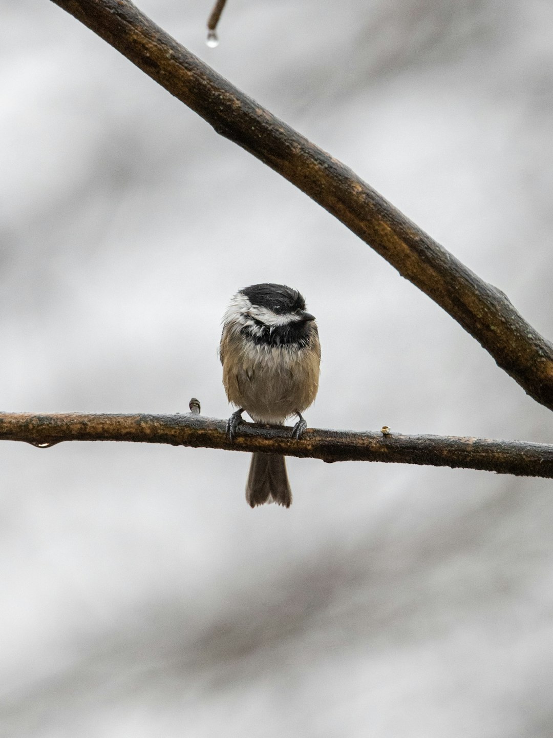 white and black bird on brown tree branch