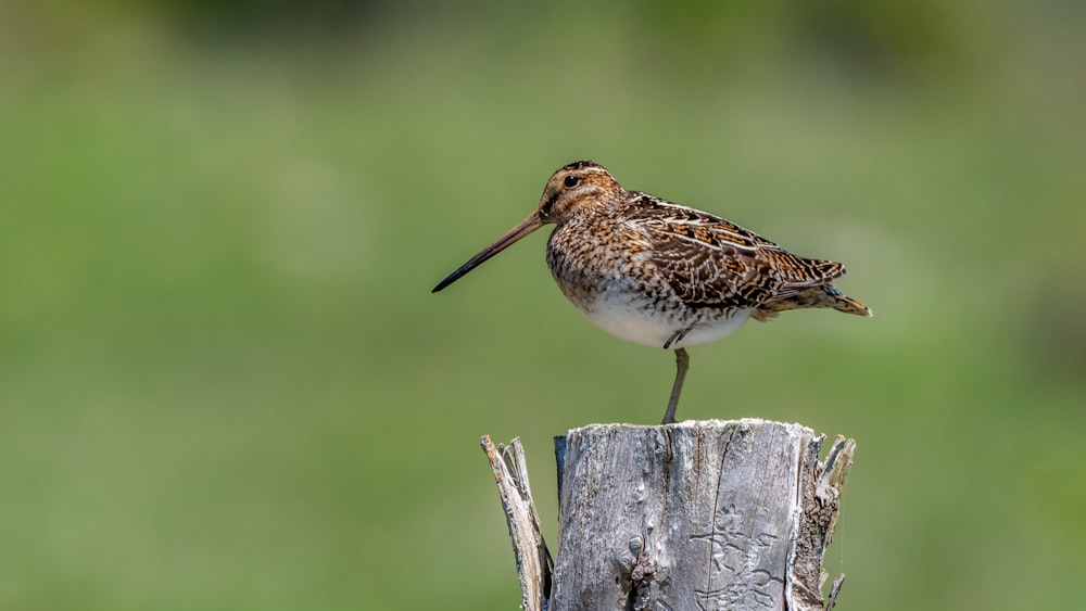 brown and white bird on brown wooden stick during daytime