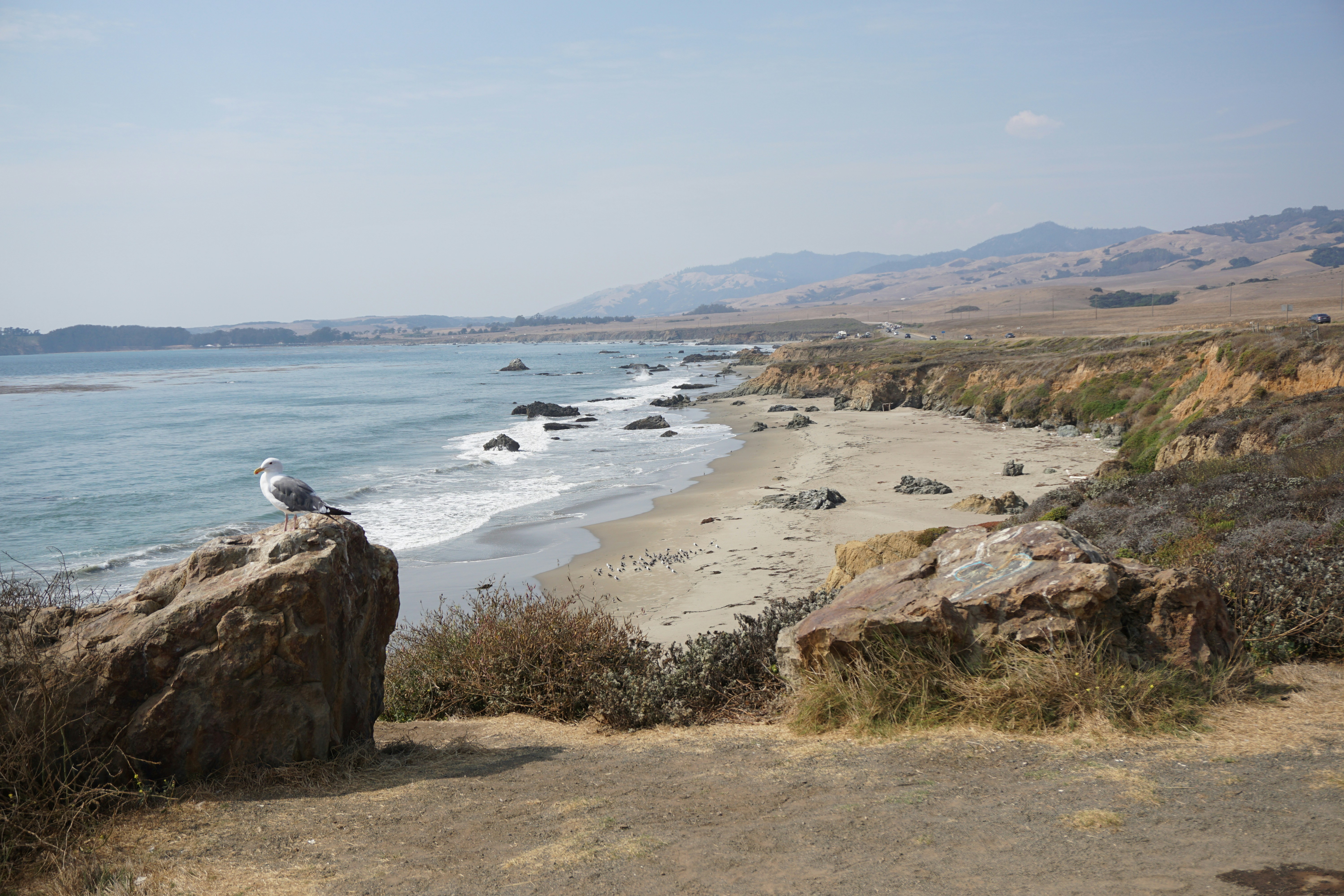 white bird on brown rock formation near body of water during daytime