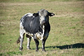 Robust cattle standing strong on a sunny farm
