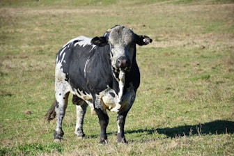 Robust cattle standing strong on a sunny farm