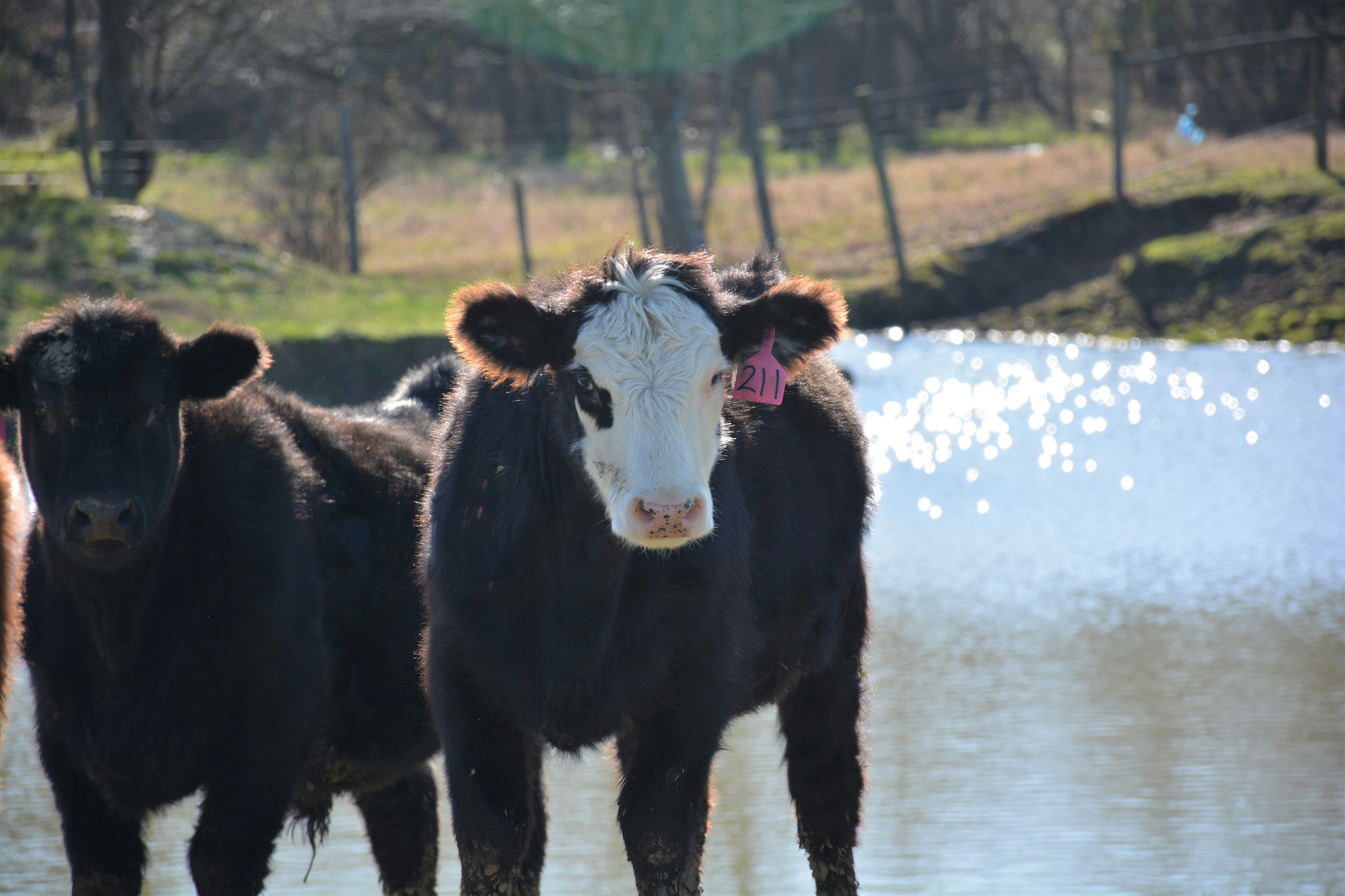 My Moo
