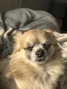 Cama Suave para Mascota
